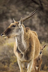 Antilope und Kalb im Naturschutzgebiet, Touws River, Westkap, Südafrika - ISF23032