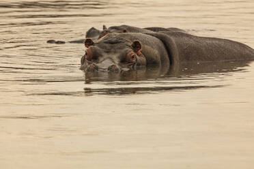 Zwei Nilpferde schwimmen im Fluss, Touws River, Westkap, Südafrika - ISF23036
