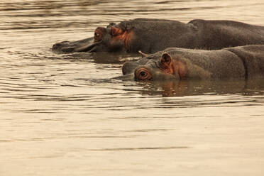 Zwei Nilpferde schwimmen im Fluss, Touws River, Westkap, Südafrika - ISF23037