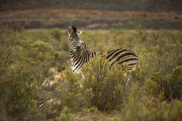 Zebra im Naturschutzgebiet, Touws River, Westkap, Südafrika - ISF23043