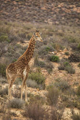 Giraffenkalb im Naturschutzgebiet, Touws River, Westkap, Südafrika - ISF23050