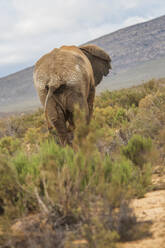 Rückansicht eines Elefanten im Naturschutzgebiet, Touws River, Westkap, Südafrika - ISF23051