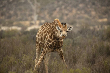 Neugieriges Giraffenkalb verbeugt sich im Naturschutzgebiet, Touws River, Westkap, Südafrika - ISF23052