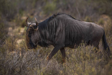 Gnu im Naturschutzgebiet, Touws River, Westkap, Südafrika - ISF23054