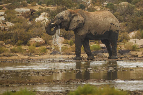 Elefant trinkt Wasser im Fluss, Touws River, Westkap, Südafrika - ISF23055