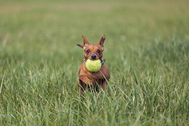 Roter Zwergpinscher spielt mit Ball auf einer Wiese - XCF00295