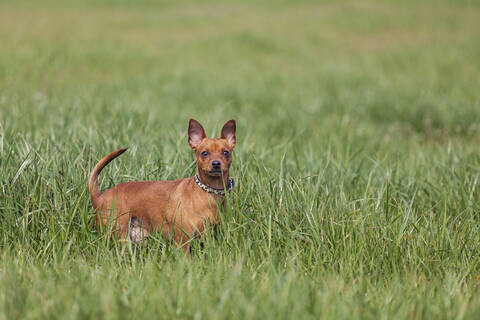 Red miniature pinscher looking at camera, standing on a meadow stock photo