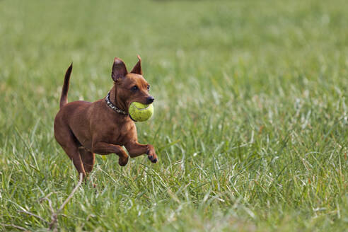 Red miniature pinscher playing with ball on a meadow - XCF00297