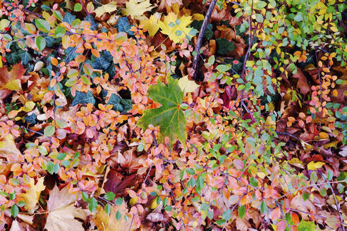 Germany, Saxony, Fallen leaves in autumn - JTF01431