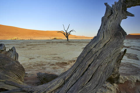 Tote Bäume im Deadvlei bei Sonnenaufgang, Sossusvlei, Namib-Wüste, Namibia, lizenzfreies Stockfoto