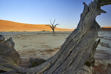 Tote Bäume im Deadvlei bei Sonnenaufgang, Sossusvlei, Namib-Wüste, Namibia - VEGF00921