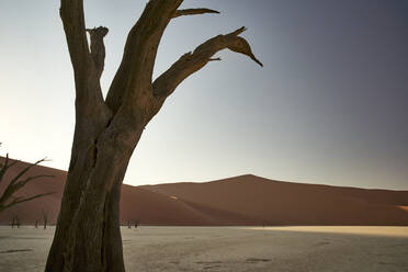 Toter Baum im Deadvlei bei Sonnenaufgang, Sossusvlei, Namib-Wüste, Namibia - VEGF00922