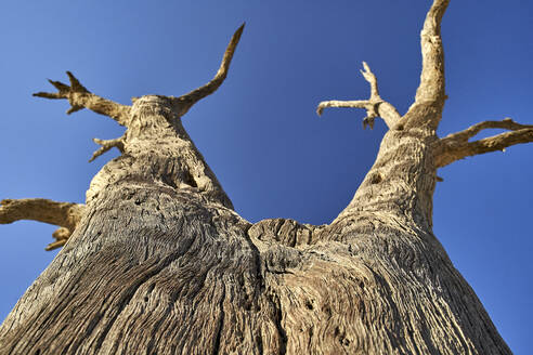 Tote Bäume im Deadvlei, Sossusvlei, Namib-Wüste, Namibia - VEGF00924
