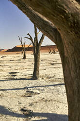 Tote Bäume im Deadvlei, Sossusvlei, Namib-Wüste, Namibia - VEGF00927