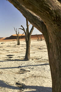 Tote Bäume im Deadvlei, Sossusvlei, Namib-Wüste, Namibia - VEGF00927