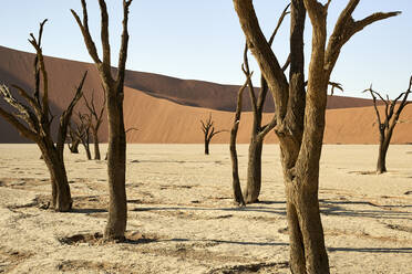Dead trees in Deadvlei, Sossusvlei, Namib desert, Namibia - VEGF00929