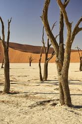 Tote Bäume im Deadvlei, Sossusvlei, Namib-Wüste, Namibia - VEGF00930