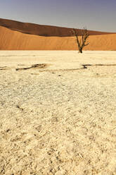 Tote Bäume im Deadvlei, Sossusvlei, Namib-Wüste, Namibia - VEGF00931