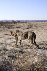 Gepard beim Wandern in der Savanne, Damaraland, Namibia - VEGF00935