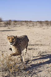 Gepard in der Savanne, Damaraland, Namibia - VEGF00936