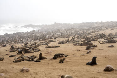 Seelöwenkolonie am Strand, Cape Cross, Namibia. - VEGF00942