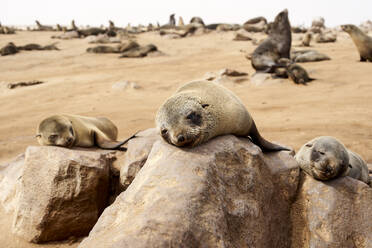 Seelöwenkolonie am Strand, Cape Cross, Namibia. - VEGF00943