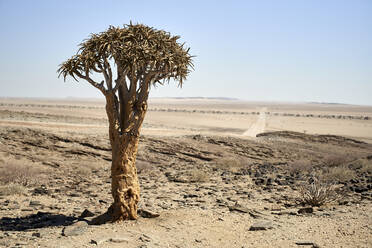 Köcherbaum, Namibia - VEGF00961