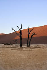 Tote Bäume und Dünen im Deadvlei, Sossusvlei, Namib-Wüste, Namibia - VEGF00966