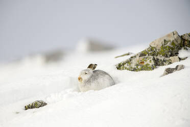 Schneehase, Lepus timidus, im Winter, Schottland - MJOF01742