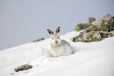 Schneehase, Lepus timidus, im Winter, Schottland - MJOF01743