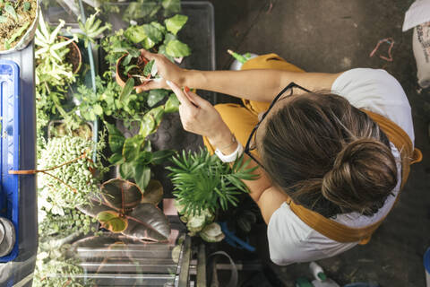 Draufsicht auf eine junge Frau, die sich um Pflanzen in einer Gärtnerei kümmert, lizenzfreies Stockfoto