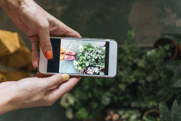 Nahaufnahme einer Frau, die mit ihrem Smartphone ein Foto von Pflanzen macht - VPIF01866