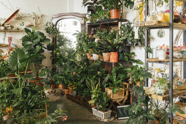 Assortment of plants in a showroom - VPIF01894