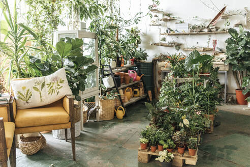 Assortment of plants and decoration in a showroom - VPIF01898