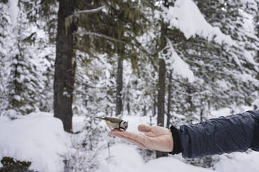 Little bird eating from the female hand in the snowy forest. Engadin, Switzerland - MRAF00457