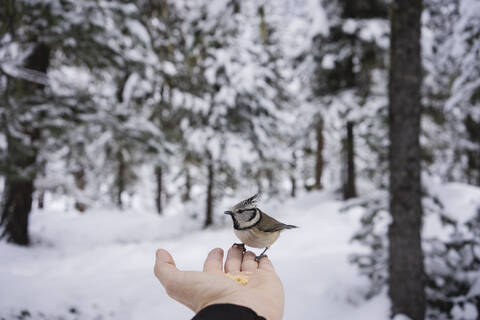 Kleiner Vogel frisst aus der Hand der Frau im verschneiten Wald, Engadin, Schweiz, lizenzfreies Stockfoto