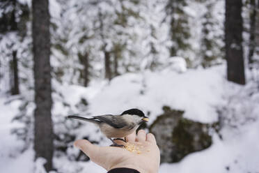 Kleiner Vogel frisst aus der Hand der Frau im verschneiten Wald, Engadin, Schweiz - MRAF00459