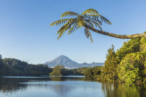 New Zealand, Palm tree growing on forested shore of Lake Mangamahoe with Mount Taranaki looming in background stock photo