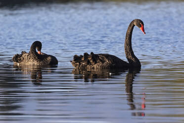 New Zealand, Black swans (Cygnus atratus) swimming in blue water of Lake Mangamahoe - FOF11294