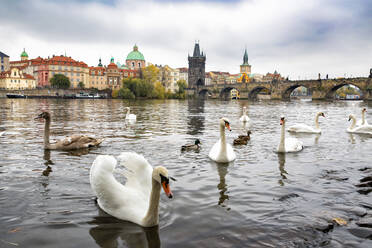 Tschechische Republik, Prag, Schwäne schwimmen in der Moldau mit Karlsbrücke und Altstadt von Prag im Hintergrund - YRF00229