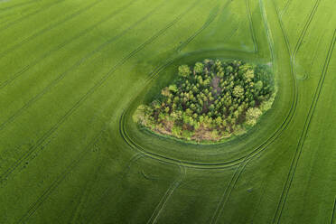 Germany, Thuringia, Aerial view of small grove in green countryside field - RUEF02386