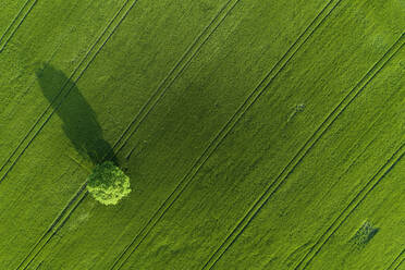 Deutschland, Thüringen, Luftaufnahme eines einsamen Baums in einem grünen Feld - RUEF02390