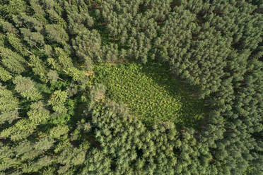 Deutschland, Thüringen, Luftaufnahme einer kleinen Lichtung in einem grünen Nadelwald - RUEF02392