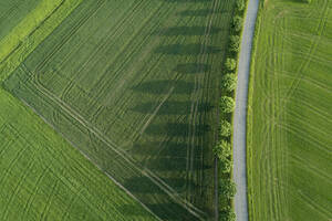 Deutschland, Bayern, Luftaufnahme einer mit Bäumen gesäumten Straße, die sich zwischen weiten Feldern erstreckt - RUEF02399
