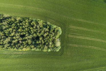 Germany, Bavaria, Aerial view of small grove and green countryside field - RUEF02404