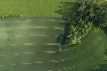 Germany, Bavaria, Aerial view of small grove and green countryside field - RUEF02406