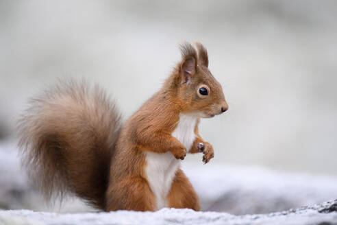 Portrait of Red Squirrel in winter standing on hind legs - MJOF01746