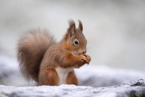 Porträt eines roten Eichhörnchens, das im Winter Haselnüsse frisst - MJOF01747