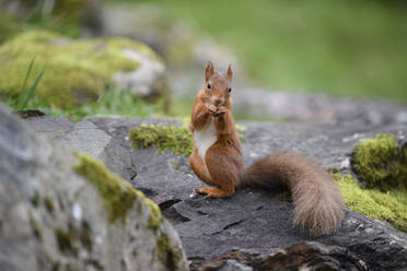 Rotes Eichhörnchen beim Fressen auf einem Felsen - MJOF01750