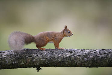 Rotes Eichhörnchen auf Baumstamm - MJOF01751